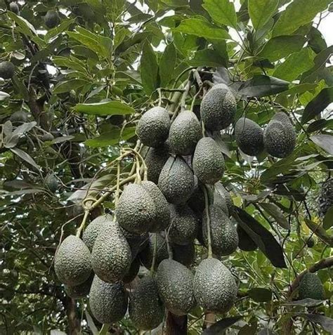 Facts About Hass Avocado Farming In Kenya Business This Day