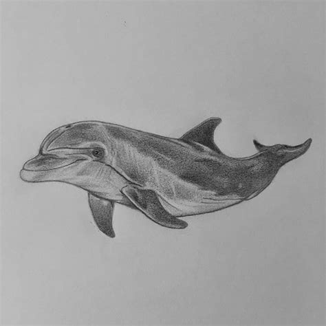 How To Draw A Dolphin Step By Step Realistic