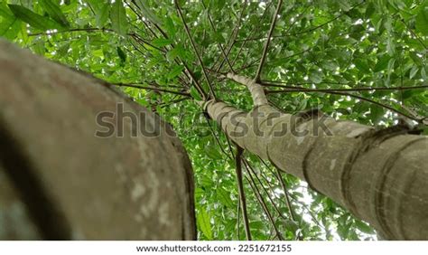 Batang Pohon Dengan Ranting Hijau Stock Photo 2251672155 | Shutterstock