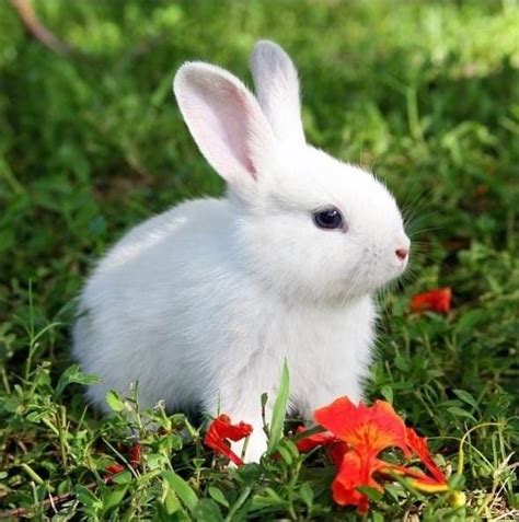Pin di Svetlana Petrova su Животные | Cuccioli di coniglio, Coniglietti ...