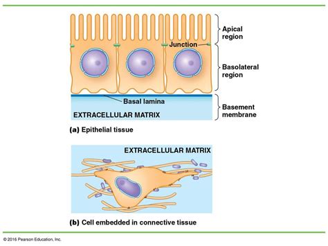 Chapter 15 Beyond The Cell Cell Adhesions Cell Junctions And