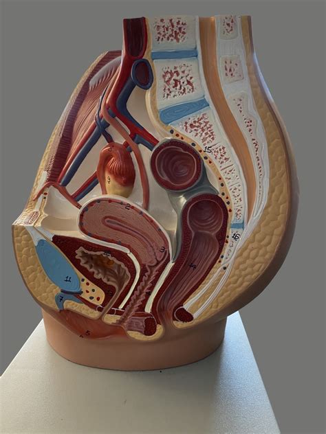 Female Pelvis Diagram Quizlet