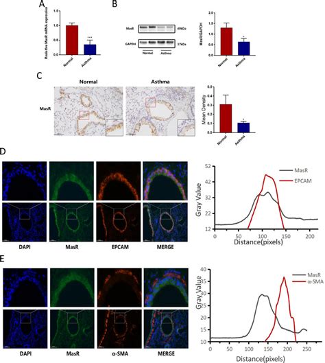 Mas Receptor Expression Is Decreased In Acute Allergic Airway