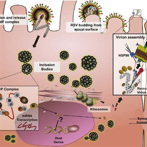 Structure And Organization Of The RSV Virion A The RSV Virion