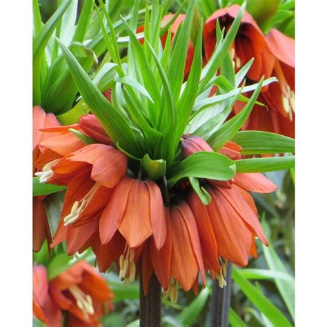 Bulbe De Fritillaria Crown Imperialis William Rex Peter Nyssen