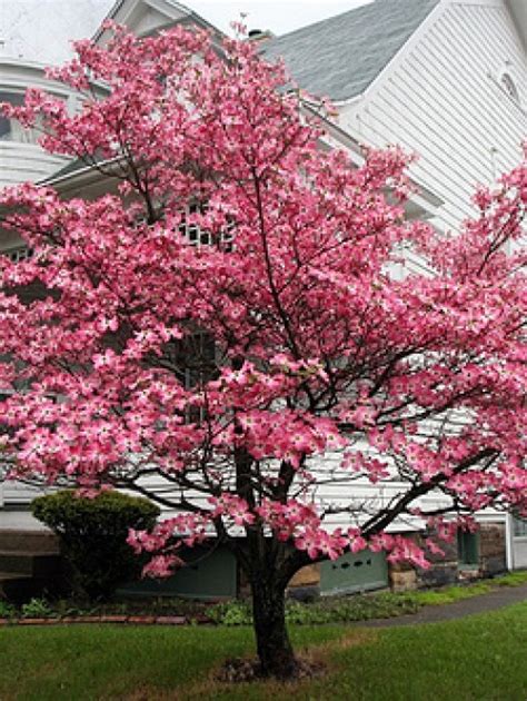 Dogwood Tree, Dogwood Trees | The Tree Center™