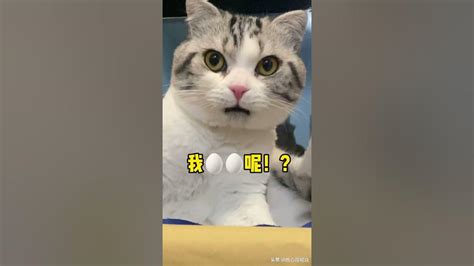 当做了绝育的猫咪发现自己的蛋蛋没了 【萌宠搞笑】 Youtube