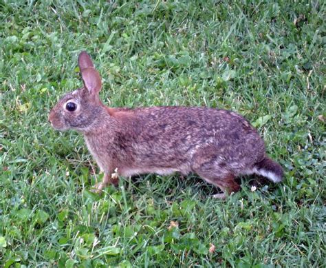 Rabbit | Rabbits are hindgut digesters. This means that most… | Flickr