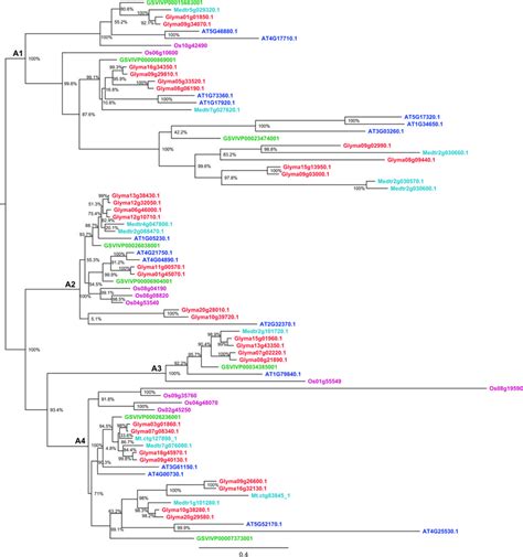 Phylogenetic Relationships Of Hd Zip Iv Proteins From Soybean