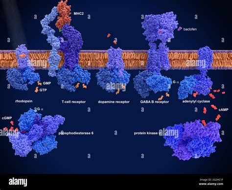 R Cepteur Coupl La Prot Ine G Banque De Photographies Et Dimages