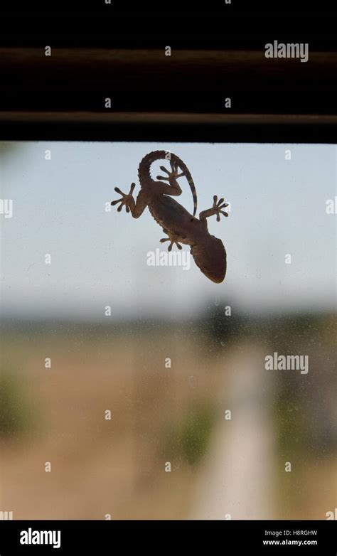 View Of A Small Gecko On A Window Stock Photo Alamy