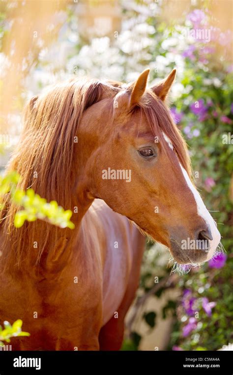 Barb Horse Portrait Stock Photo Alamy
