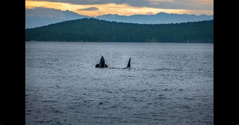 Whale Watching San Juan Islands Washington