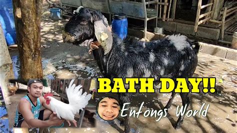 Pang Tanggal Ng Kuto Sa Ating Mga Alagang Kambing At Manok Youtube