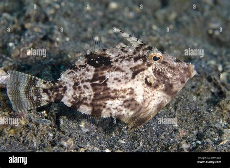 Shortnose Filefish Paramonacanthus Curtorhynchos Adult Swimming Over