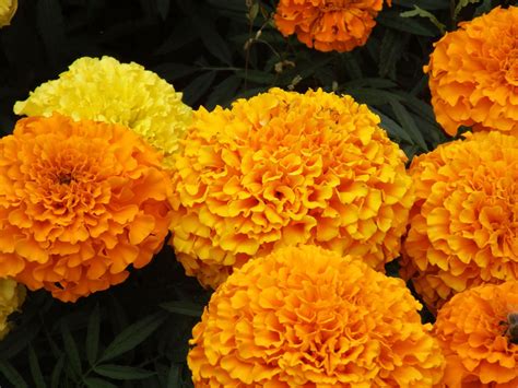 Best Marigold Plants at Walter Belin blog