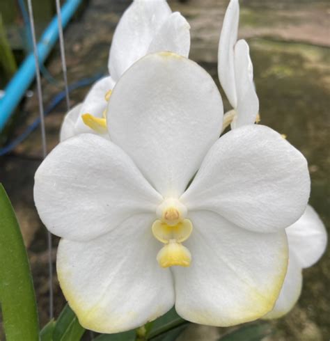 Vanda Somsri Gold 484 Plantae Orchids And Rare Plants