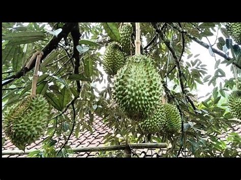 Tanpa Pupuk Kimia Pohon Durian Bawor Berbuah Lebat Youtube