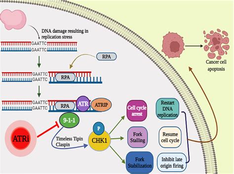 Natural Products Targeting The Atr Chk1 Signaling Pathway In Cancer