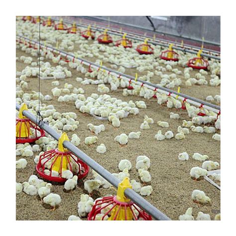 China Professional Poultry Farming Flooring Raising System For Broiler With Automatic Feeding