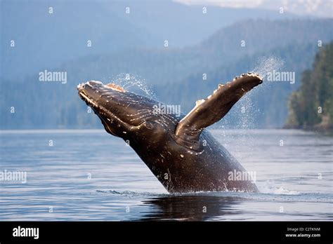 Humpback Whale Breaching W Coast Mountains Background Inside Passage Se