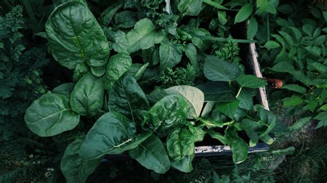 Spinach Companion Plants What To Grow Alongside Spinach Homes Gardens