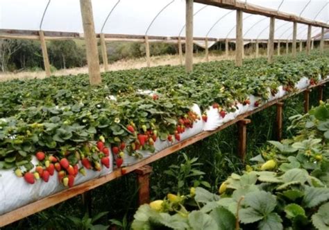 Ch Cara S Tio Quartos Na Fazenda Souza Caxias Do Sul Rs Id