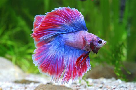 Combattant Betta Splendens Combattants • Fiche Poisson