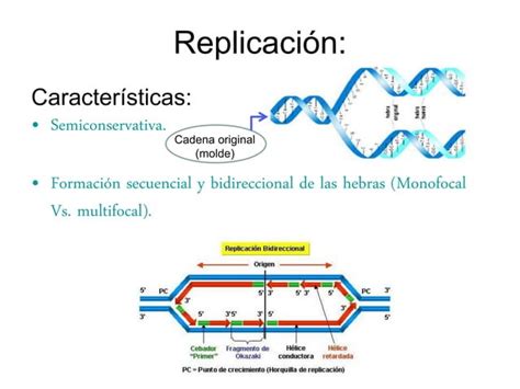 Replicación Transcripción Y Traducción Del Adn