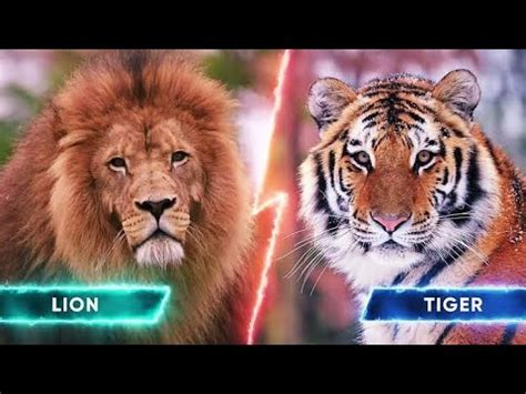 African Lion Vs Bengal Tiger Bengal Tiger Vs African Lion Lion Vs