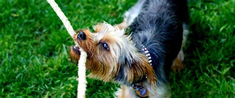 Perros De Juguete Que Andan Y Ladran Diversi N Asegurada Mi Hogar