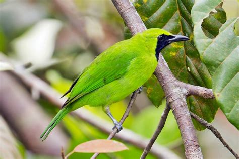 Cara Merawat Burung Cucak Ijo Agar Cepat Berkicau Satu Jam