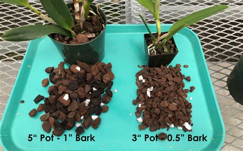 Orchid Media What Should I Use To Plant My Orchid Akatsuka Orchid