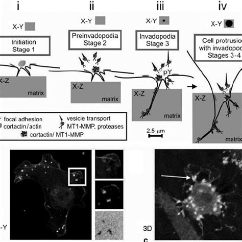 Stages Of Invadopodia Formation And Function And Their Molecular