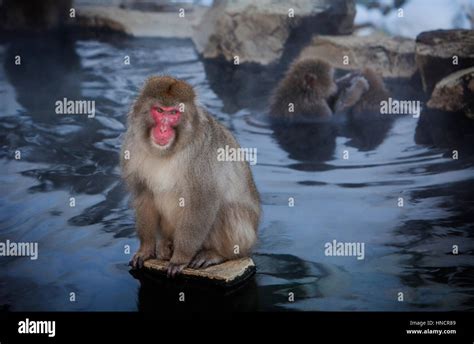 Monkeys In A Natural Onsen Hot Spring Located In Jigokudani Monkey Park Nagono Prefecture