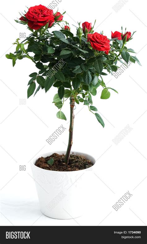 Red Rose Tree Image And Photo Free Trial Bigstock