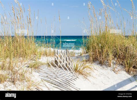 Dune Fence And Sea Oats On The Dunes At Pensacola Beach Florida On