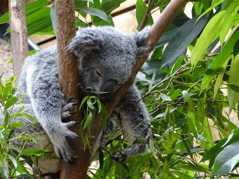 The Un-Bearly Facts About Koala Bears