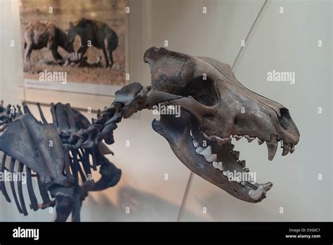 Dire wolf hi-res stock photography and images - Alamy