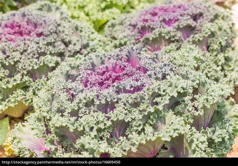 Frischer Kohl brassica oleracea Pflanzenblätter Stock Photo