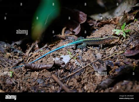 Zentralamerikanische Ameive Ameiva Festiva Holcosus Festivus