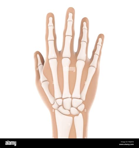 Human Hand Anatomy Illustration Stock Photo Alamy