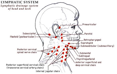 My Life With Lymphedema Lymphatic Drainage Of The Neck