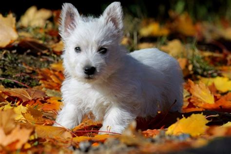 Вест хайленд вайт терьер🐕: купить щенка в Москве, цена - питомник ...