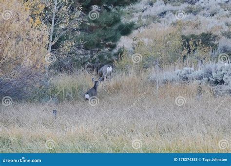 Group Of Deer Grazing On Bushes And Grass At Forest Edge Stock Image