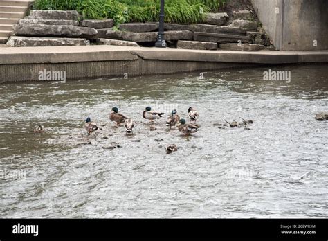 Group Of Mallard Ducks Wading In The Shallow DuPage River Water In