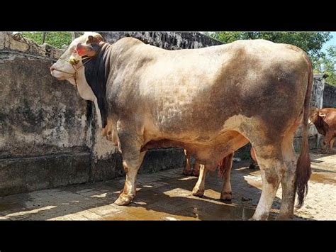 Jutacuma Disini Sapi Jantan Calon Qurban Harga Murah Pasar Sapi