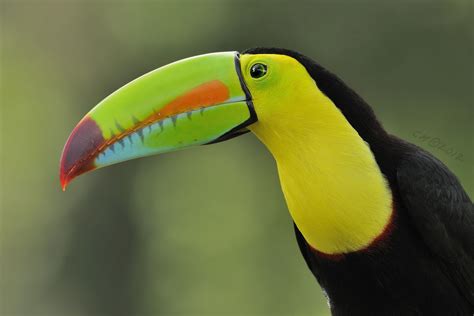 Ramphastos sulfuratus | Bird, Keel billed toucan, Wildlife