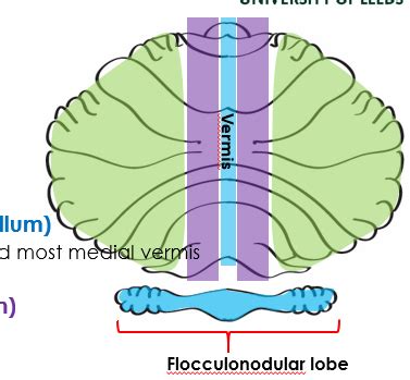 Lecture 15 Cerebellum Flashcards Quizlet