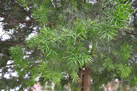 Podocarpus Gracilior Fern Pine Im Looking For Evergreens And These